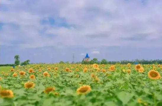 V